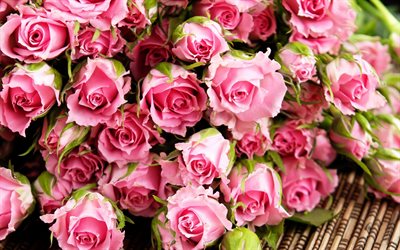 rosas de color rosa, rosa flores, rosas, flores de color rosa