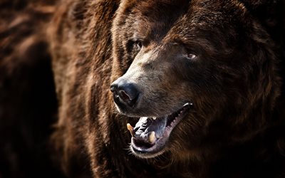 beast, brown bear, snout, smile, the muzzle of medmedia