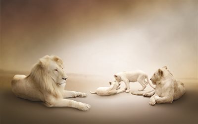सफेद शेरनी, सफेद शेर