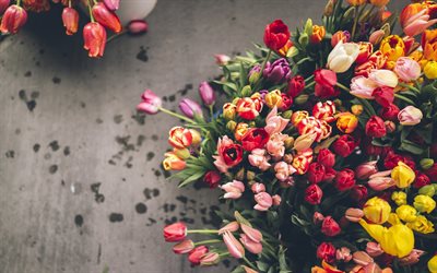 꽃다발 tulip, 멀티 튤립, 아름다운 꽃이