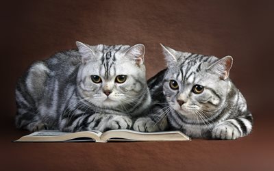 cats read, cats, grey cats, kochi
