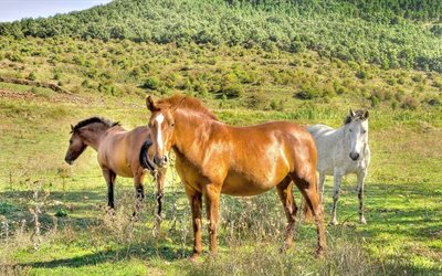 horses, the herd, brown horse, white horse