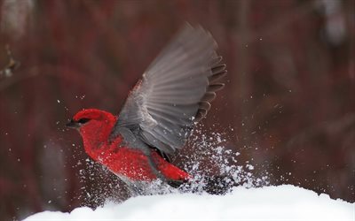 uccello rosso, inverno, ciuffolotto, chervonyi percorso, uccelli