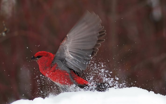 red bird, winter, bullfinch, chervonyi ptah, birds