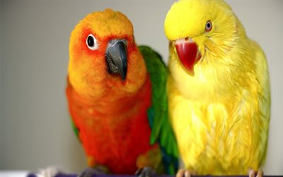 sarı papağan, tavuk, chervonyi papuga, papağan çifti, kırmızı papağan, papagou bir çift sarı papağan