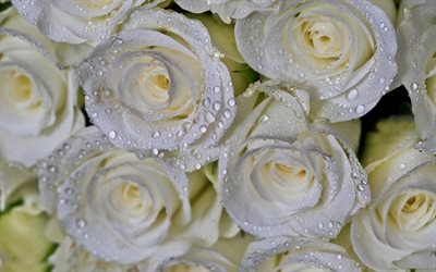des roses blanches, bouquet