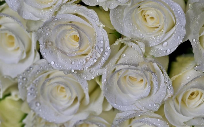 white roses, bouquet