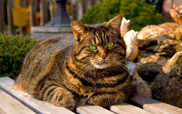 gato gordo, de ojos verdes, fat cat