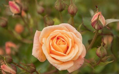 wild rose, orange rose, pomarancheva rose, dick rose