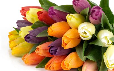 multi-colored tulips, a bouquet of tulips, tulips