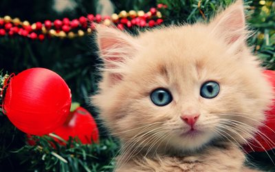 katt, stora ögon, söt kattunge, honungscochineal