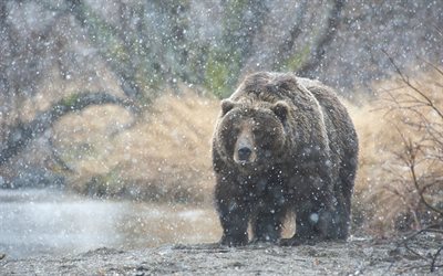 la chasse, la neige, l'ours brun, le début de l'hiver