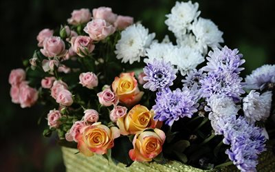 asters, bouquets of flowers, yellow roses, the poland roses, purple roses, rose, istri