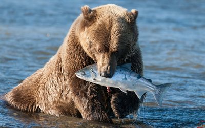 cogió el salmón, el oso, el pescador, el oso pardo, oso pardo, oso, slovev salmón, ribolova