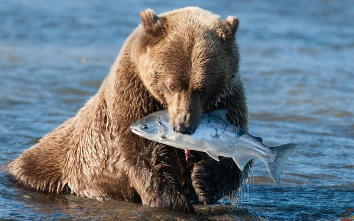 fångad lax, björn, sportfiskare, grizzly, slovev lax, ribolova