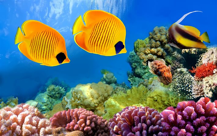 الغوص, underrwater, جزيرة استوائية, الأسماك, الشعاب المرجانية, المرجان, الأسماك الاستوائية, العالم تحت الماء, المحيط
