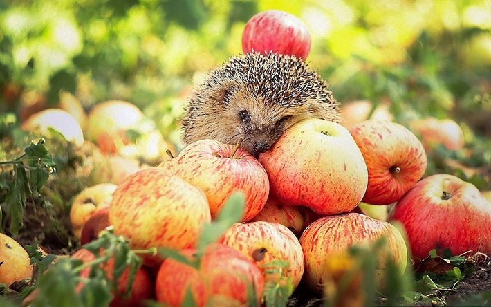 autumn, hedgehog, vroiai abloc, apple, abluka, apple harvest