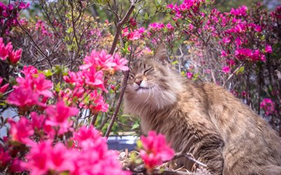 gatto, i cespugli di rododendro, arbusti