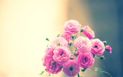 झाड़ी गुलाब, गुलाबी गुलाब, गुलाबी गुलाब के फूल, cusick के गुलाब