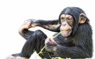dibuja los chimpancés, monos, mono pintado