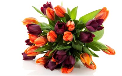 orange tulpen, lila tulpen, einen strauß tulpen