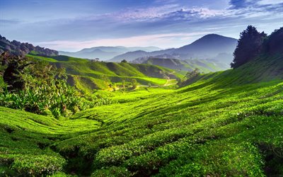 summer, tea plantations, green hills, the tea leaves