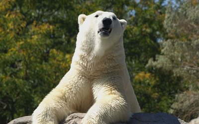 polar bear, predators, large animals, higaki