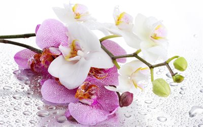 rosa orkidé, vita orkidéer, vackra blommor, orkidéer, orkidékvistar