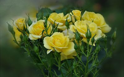 पीले गुलाब का एक गुलदस्ता, गुलाब के फूल, पीले गुलाब के फूल, गुलदस्ता, गुलाब के फूल की