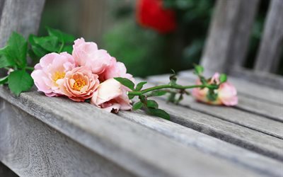 vaaleanpunaiset ruusut, valokuva, kauppa