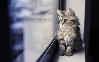 small cochineal, grey cat, cat, little kitten