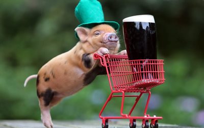 la bière, le mignon de porc, cochon