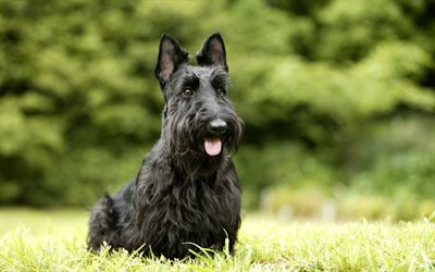 svart terrier, jätteschnauzern, schnauzern, svart hund