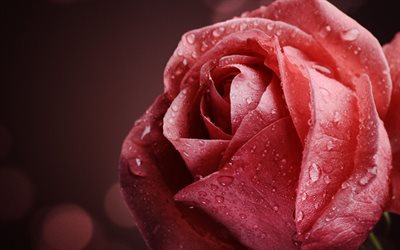 ruusu, vaaleanpunainen kukka, puolan ruusut