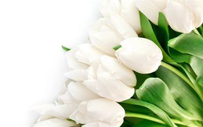 화이트 튤립, 의 꽃다발