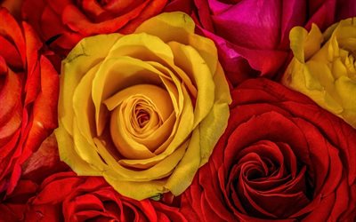 la pologne roses, chervona troyanda, de jaune, de rose, de bourgeons, de rouge, de butane
