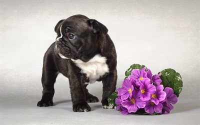 fransk bulldog, valp, en bukett blommor