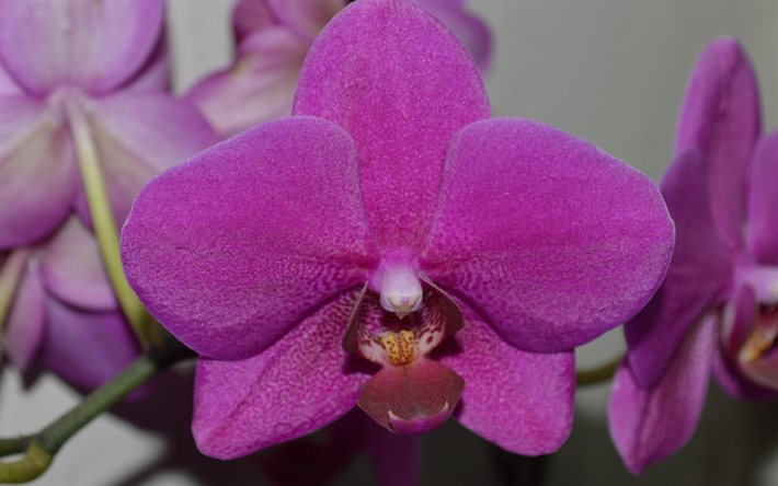 orquídea rosa, bella orquídea
