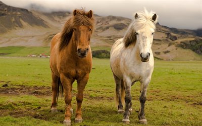 irlanda, irlandese, cavalli, cavalli islandesi