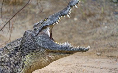 la bocca del coccodrillo, alligatore, animali predatori, coccodrilli, coccodrillo, paso coccodrillo