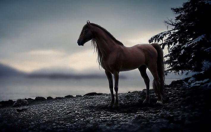 Pferde desktop-hintergrundbilder kostenlos Schwarze pferde