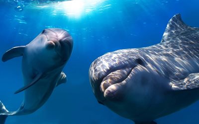 les dauphins du monde sous-marin, les dauphins, le monde sous-marin