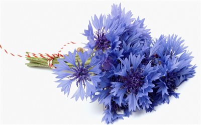 الزهور الزرقاء, القنطريون, ردة الذرة, voloshka, من voloshky