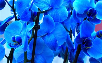 siniset orkideat, 4k, trooppiset kukat, orkidea  haara, siniset kukat, tausta sinisellä orkidealla, kauniita kukkia, orkideat, sininen orkidea