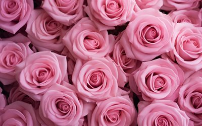 4k, pink roses, background with roses, rose buds, roses texture, pink flowers background, roses