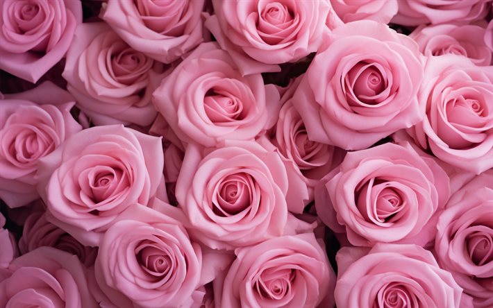 4k, rosa rosor, bakgrund med rosor, rosknoppar, rosor struktur, rosa blommor bakgrund, rosor