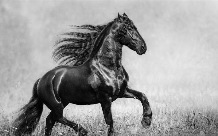 svart häst, monokrom, galopp, hästar