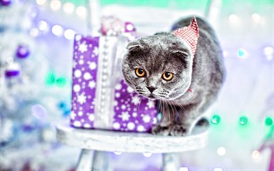 gato fold escocés, gato gris, animales bonitos, feliz año nuevo, caja de regalo morada, gatos lindos, pliegue de pelo largo