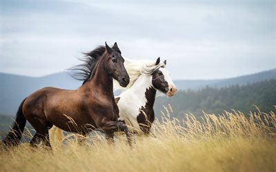 caballos, praderas, montañas, desenfoque
