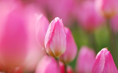 sfocatura, tulipano rosa, petali, boccioli di tulipani